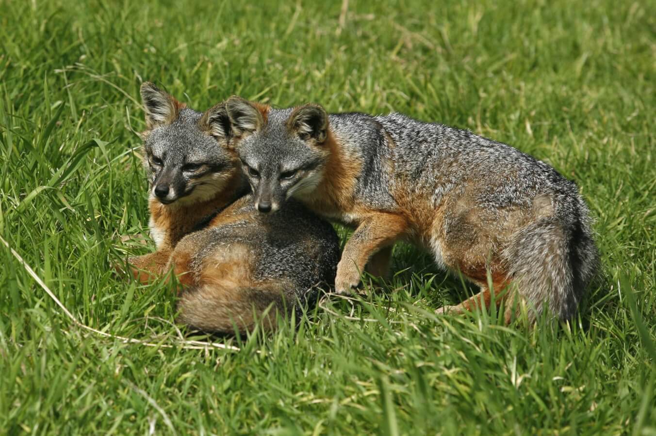 Island Foxes native to the Channel Islands hiking trails.